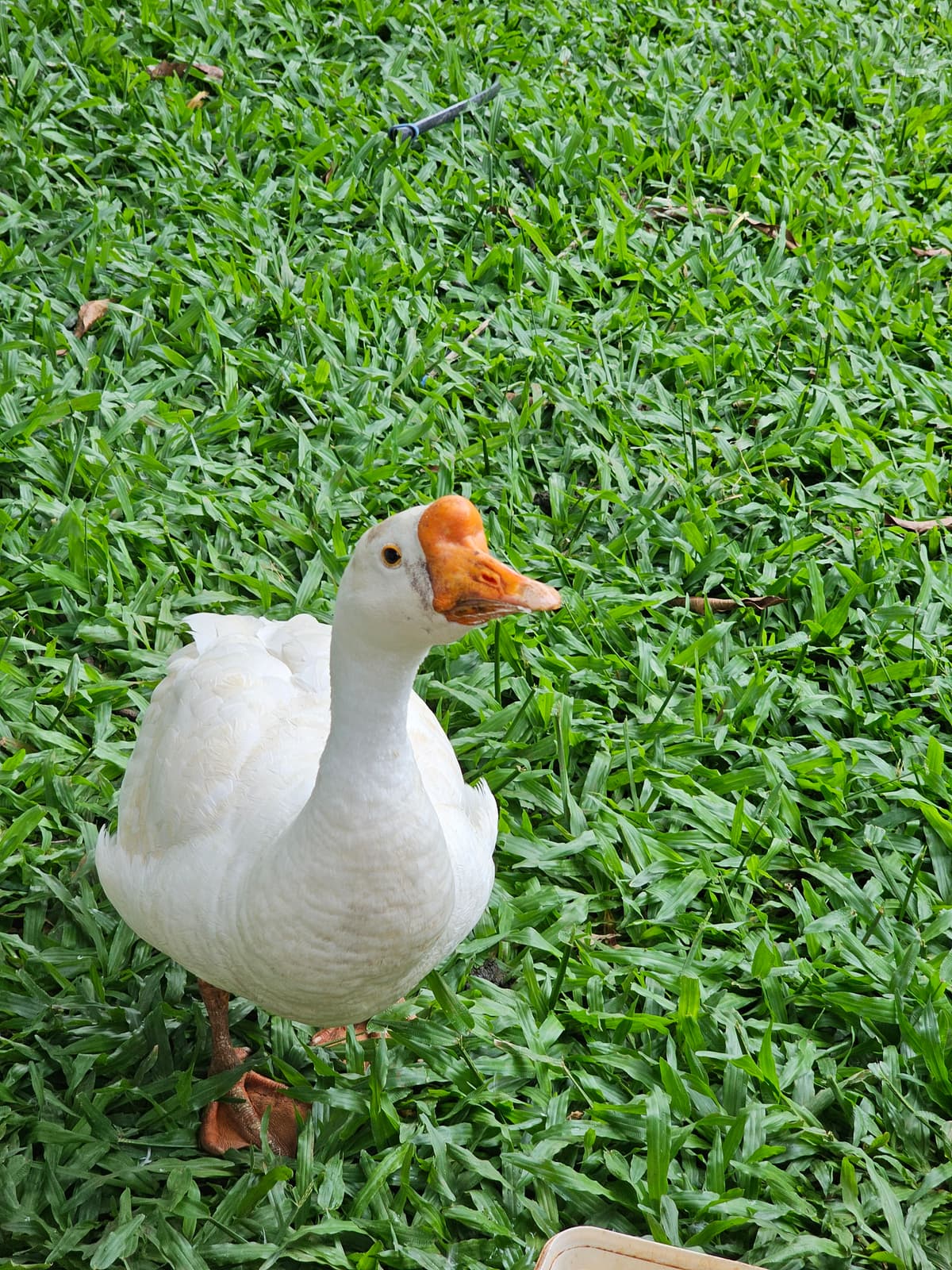 Farm animals at SwapnaKiran organic farm stay near Trimbakeshwar